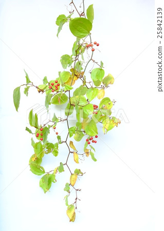 Sankei Ray Sankei Ray 25842139