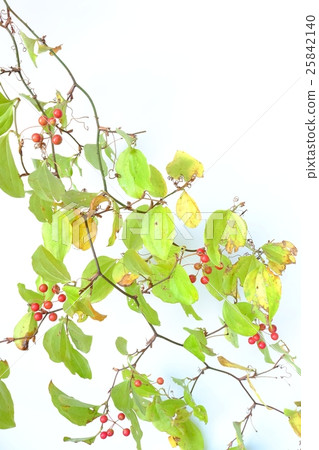 美麗的水果（SANKRAI） 25842140