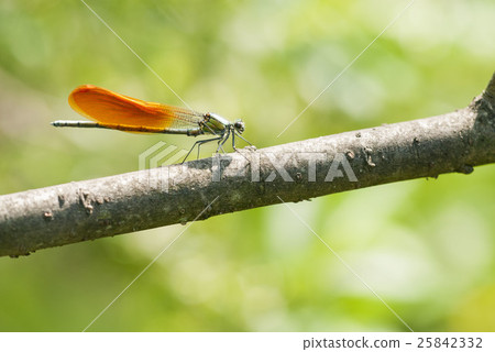 蜻蜓 25842332