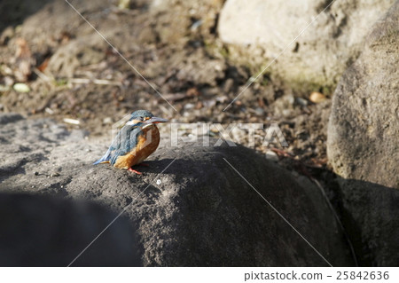 Kingfisher 25842636