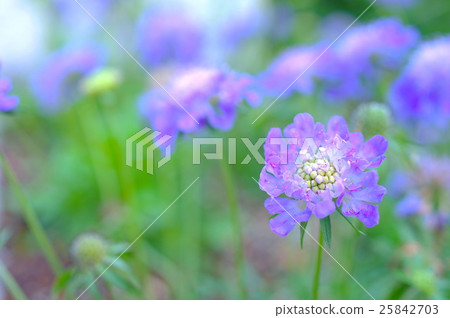 Light purple pine worm grass 25842703