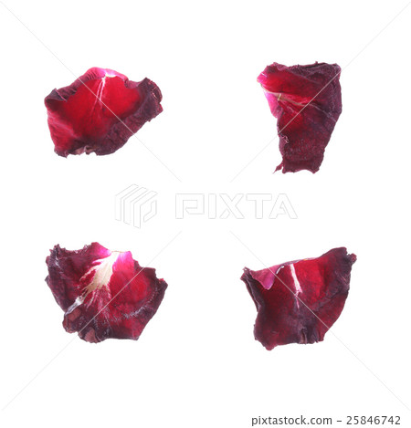 petal rose flower isolated on white background 25846742