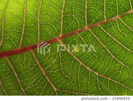 green leaf texture background of poinsettia 25846959