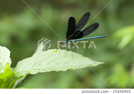 Atrocalopteryx蟬 25848405