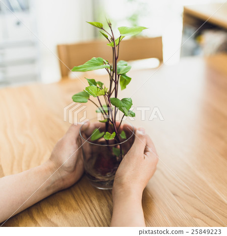Sweet potato hydroponic culture 25849223