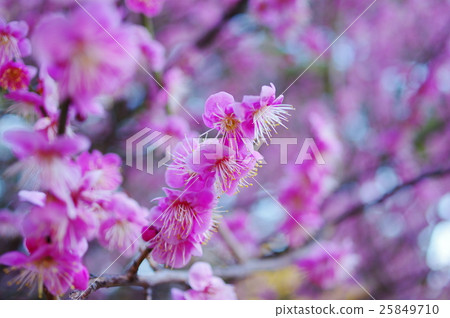 Pink plum blossoms Pink plum blossoms 25849710