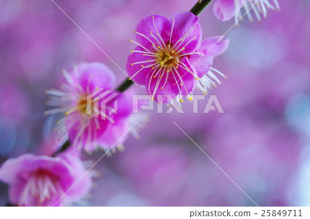 Pink plum blossoms (closeup) Pink plum blossoms (closeup) 25849711