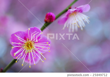 Pink plum blossoms (closeup) Pink plum blossoms (closeup) 25849712