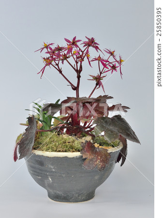 盆景 25850395