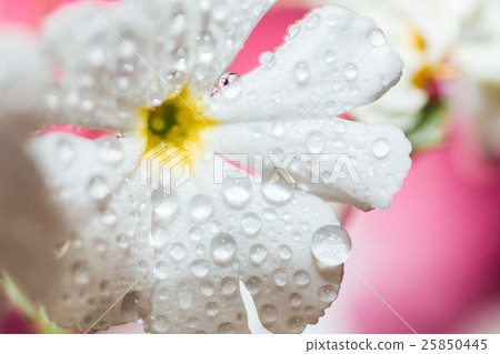 花特寫鏡頭弄濕了與雨。 花特寫鏡頭弄濕了與雨。 25850445