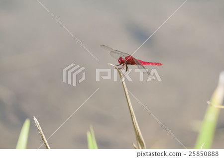 少女蜻蜓 少女蜻蜓 25850888