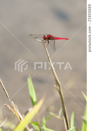 少女蜻蜓 25850889