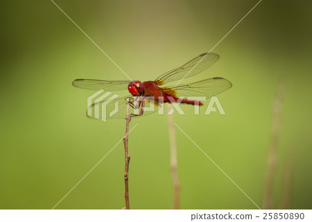 Shoujo dragonfly 25850890