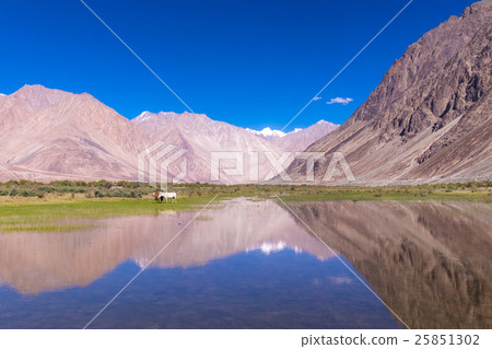 Nubra Valley landscape, Ladakh district, India 25851302
