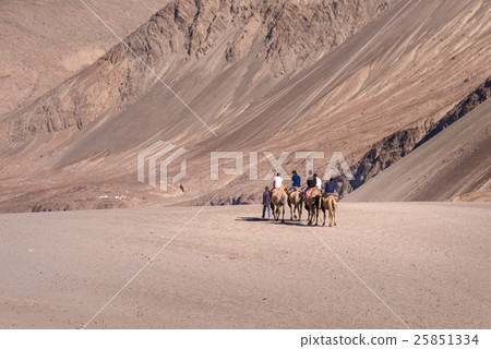 Camel safari at Hundar sand dunes in Nubra Valley Camel safari at Hundar sand dunes in Nubra Valley 25851334