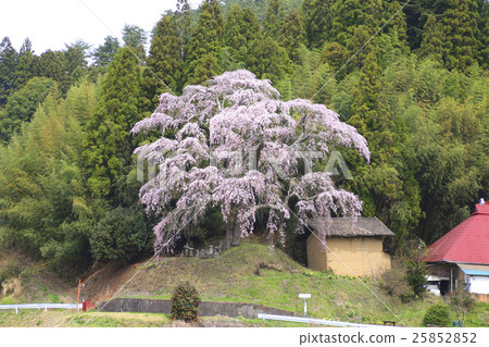 燧石的垂枝櫻花(Samekawa村) 燧石的垂枝櫻花(Samekawa村) 25852852