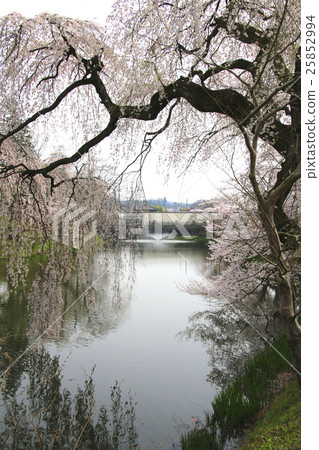 Kamegaguchi Park（Tanagura-machi）的櫻花 25852994