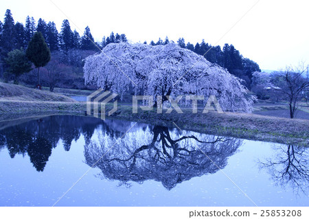 Hanazono死櫻花（Tanagura Town） 25853208