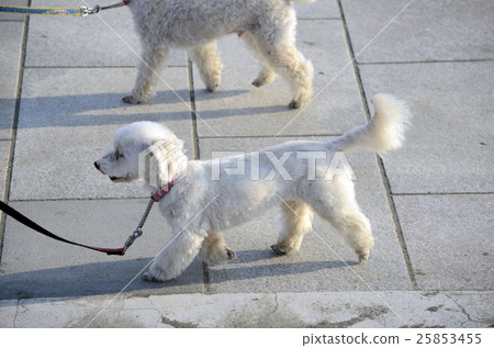 Dog walking 25853455