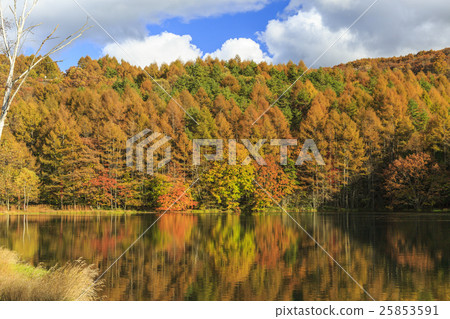 鯊魚池塘秋葉 25853591