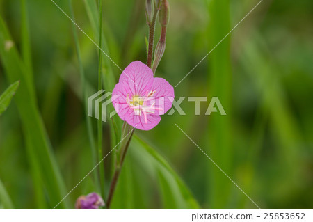 Yuge Show Yuge Show 25853652