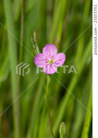 Yuge Show Yuge Show 25853701