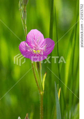 Yuge Show Yuge Show 25853702