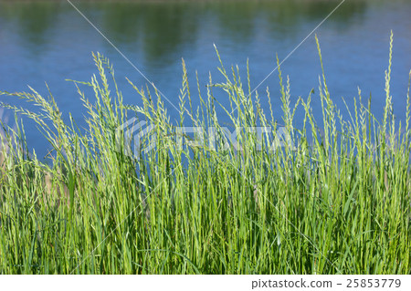 Rat pups Rat pups 25853779