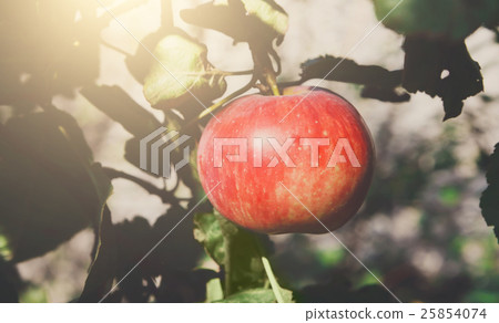 Red ripe apple on branch closeup of tree in garden Red ripe apple on branch closeup of tree in garden 25854074