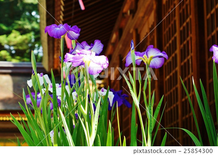 Image of May · Suwa Taisha Shimosha Shinto shrine dedication Iris flower · Horizontal position 25854300