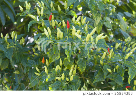 島嶼島 島嶼島 25854393