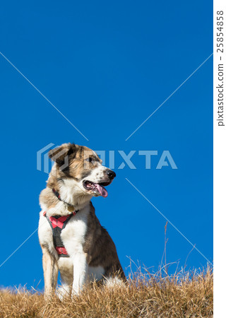 Mountain dog harness Mountain dog harness 25854858