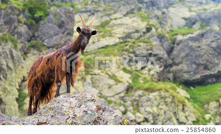 Mountain goat Mountain goat 25854860