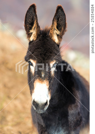 Sad donkey looking at the camera 25854884
