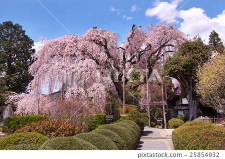 [Natural monument] Ciyunji Itozakura in full bloom 25854932