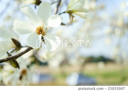 Flower of early spring · Kobushi 2 (upper left) Flower of early spring · Kobushi 2 (upper left) 25855007