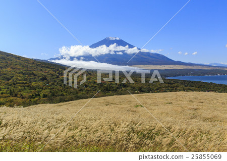 Fuji Susuki Fuji Susuki 25855069