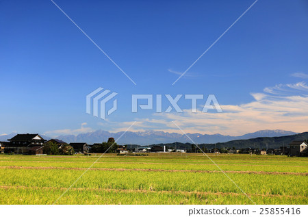 Rural landscape and Tateyama mountain range 25855416