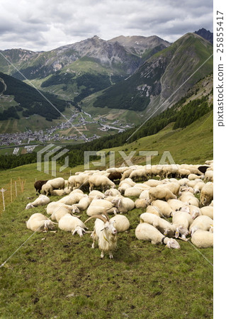 Goats and sheep in Alps mountains, Livigno, Italy 25855417
