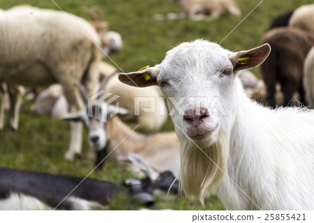 Goats and sheep in Alps mountains, Livigno, Italy Goats and sheep in Alps mountains, Livigno, Italy 25855421