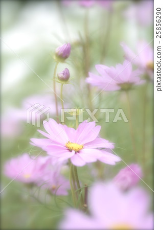 Easy Cosmos and Buds Easy Cosmos and Buds 25856290