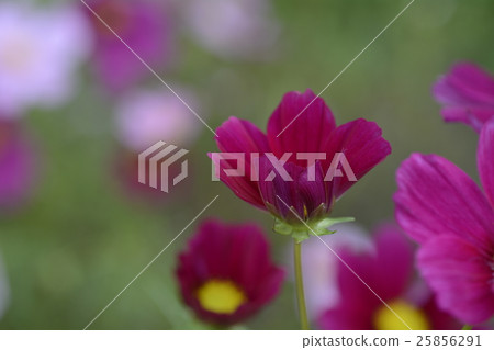 Dark pink cosmos Dark pink cosmos 25856291