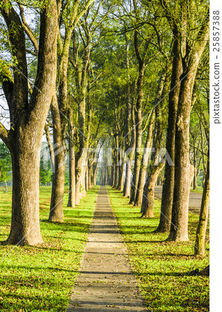 Park woods trail Park woods trail 25857388