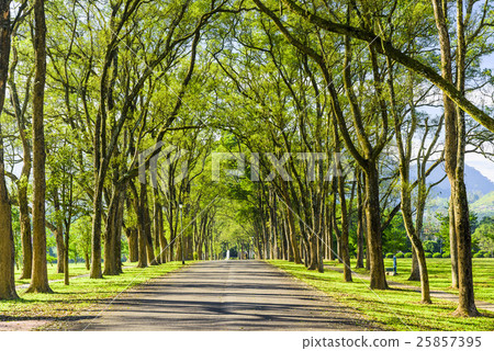 Park woods trail 25857395