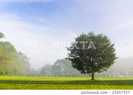 Morning park 25857557