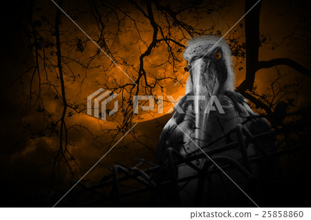 Lesser adjutant stork bird with old fence Lesser adjutant stork bird with old fence 25858860