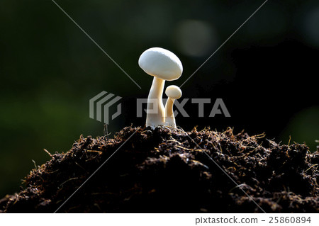 White mushrooms in the morning light, healthy food White mushrooms in the morning light, healthy food 25860894