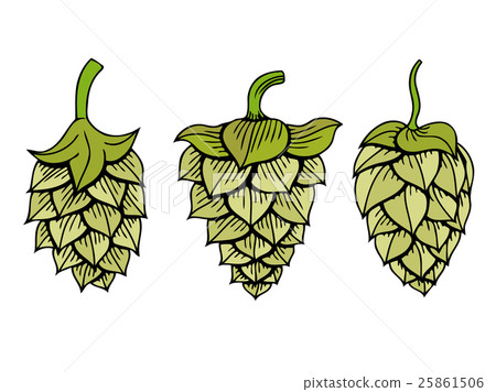 Hops vector visual graphic - Stock Illustration [25861506] - PIXTA