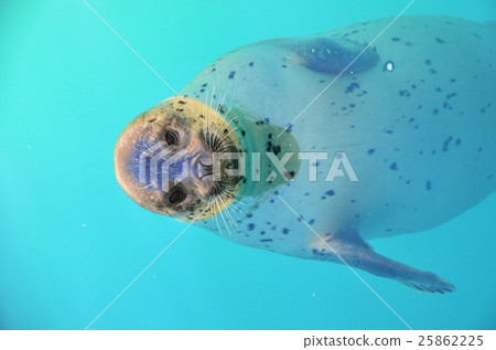 Sea Seafar seal (image) 25862225