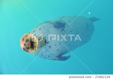 Sea Seafar seal (image) 25862226